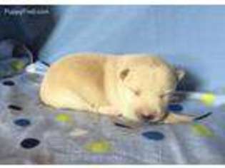 Shiba Inu Puppy for sale in West Point, IA, USA