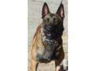 Belgian Malinois Puppy for sale in NEWPORT, NC, USA
