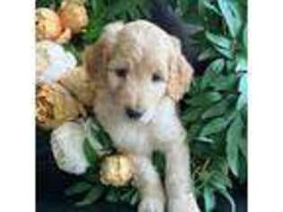Goldendoodle Puppy for sale in Greensboro, GA, USA