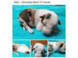 Border Collie Puppy for sale in Lawson, MO, USA