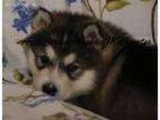 Alaskan Malamute Puppy for sale in Ames, IA, USA