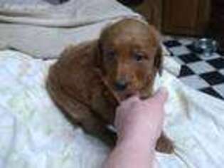 Goldendoodle Puppy for sale in Vian, OK, USA