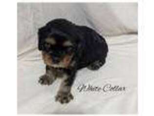 Cavalier King Charles Spaniel Puppy for sale in Rocky Mount, VA, USA