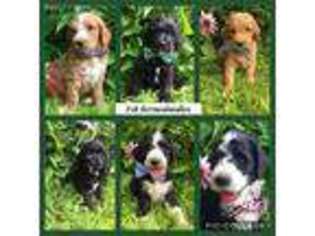 Bernese Mountain Dog Puppy for sale in Mabel, MN, USA