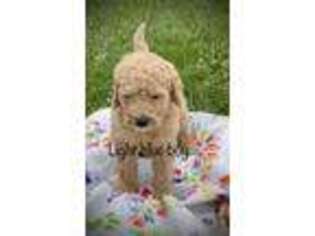 Goldendoodle Puppy for sale in Newaygo, MI, USA