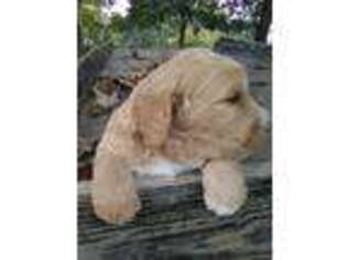 Goldendoodle Puppy for sale in Mount Pleasant, MI, USA