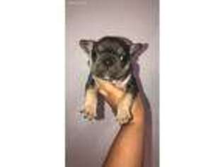 French Bulldog Puppy for sale in Kennedale, TX, USA