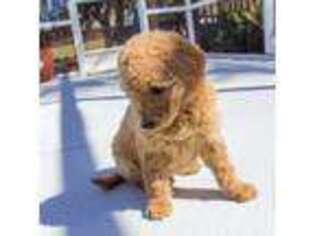 Goldendoodle Puppy for sale in Ocala, FL, USA