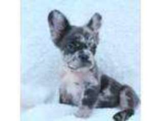 French Bulldog Puppy for sale in Woodbridge, VA, USA