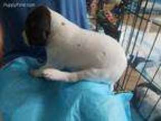 German Shorthaired Pointer Puppy for sale in East Greenville, PA, USA