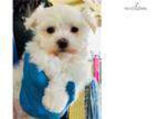 Maltese Puppy for sale in Portland, OR, USA