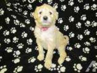 Goldendoodle Puppy for sale in MADISON, IN, USA