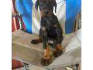 Doberman Pinscher Puppy for sale in Odenville, AL, USA
