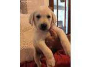 Labrador Retriever Puppy for sale in Blue Rapids, KS, USA