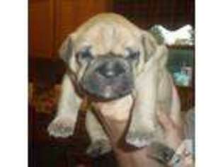 Olde English Bulldogge Puppy for sale in BRUNSWICK, OH, USA