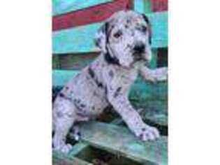 Great Dane Puppy for sale in Ford City, PA, USA