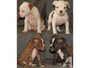 Olde English Bulldogge Puppy for sale in MUNCIE, IN, USA