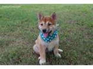 Shiba Inu Puppy for sale in Conway, AR, USA