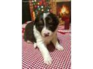Border Collie Puppy for sale in Lakeview, MI, USA