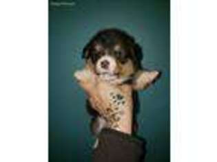 Pembroke Welsh Corgi Puppy for sale in Falmouth, MA, USA