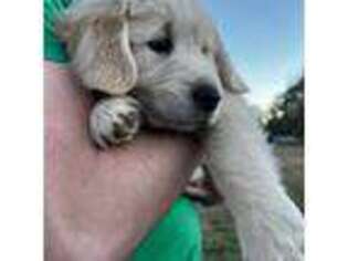 Golden Retriever Puppy for sale in Pensacola, FL, USA