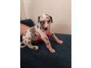 Great Dane Puppy for sale in Orange City, FL, USA
