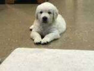Mutt Puppy for sale in Wernersville, PA, USA