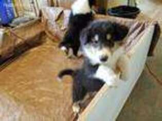 Collie Puppy for sale in Kuna, ID, USA
