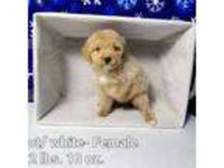 Mutt Puppy for sale in Stilwell, OK, USA