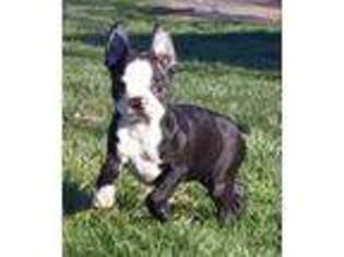 Boston Terrier Puppy for sale in Springfield, OH, USA
