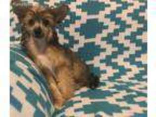 Chinese Crested Puppy for sale in Beckley, WV, USA