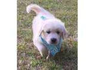 Mutt Puppy for sale in Jacksonville, AR, USA