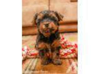 Yorkshire Terrier Puppy for sale in Coolidge, AZ, USA