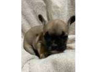 French Bulldog Puppy for sale in Cabool, MO, USA