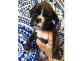 Boxer Puppy for sale in Glennville, GA, USA