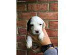 English Setter Puppy for sale in Lititz, PA, USA