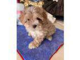 Goldendoodle Puppy for sale in Rancho Cucamonga, CA, USA
