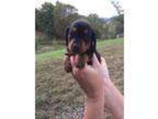 Dachshund Puppy for sale in Meadowview, VA, USA