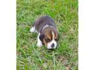 Beagle Puppy for sale in Fort Meade, FL, USA