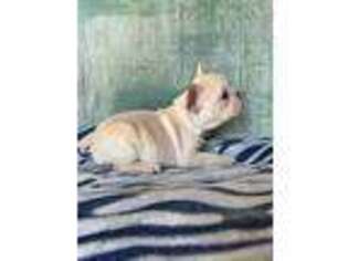 French Bulldog Puppy for sale in Laurens, IA, USA
