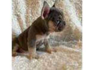 French Bulldog Puppy for sale in Sewell, NJ, USA