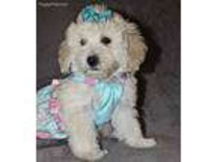 Goldendoodle Puppy for sale in Orange, TX, USA