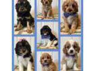 Cavapoo Puppy for sale in Richmond, IL, USA