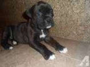 Boxer Puppy for sale in ENCINO, CA, USA
