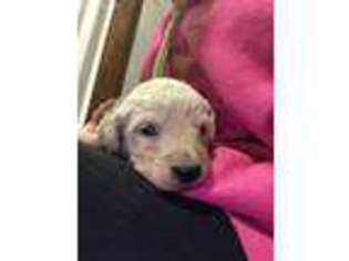 Goldendoodle Puppy for sale in Mantua, OH, USA