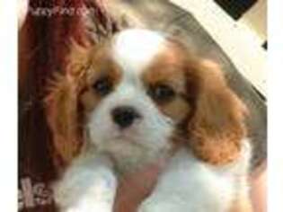 Cavalier King Charles Spaniel Puppy for sale in Lewisville, TX, USA