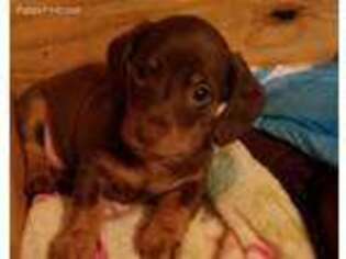 Dachshund Puppy for sale in Lewisberry, PA, USA