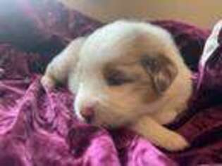 Australian Shepherd Puppy for sale in Red Bluff, CA, USA