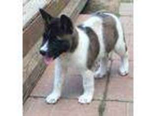 Akita Puppy for sale in Jackson, MS, USA