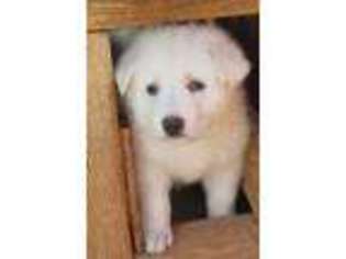 German Shepherd Dog Puppy for sale in Roxboro, NC, USA